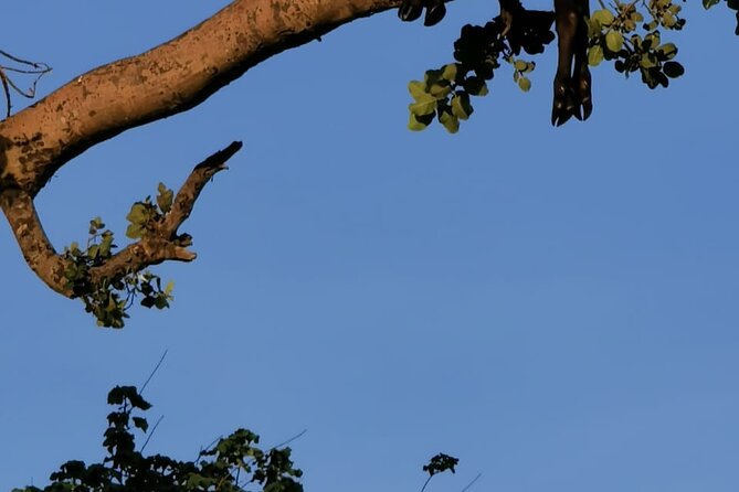 4-Day Lodge Private Tour to Tarangire, Serengeti and Ngorongoro - Day 3: Sunrise in the Serengeti, then up toward the crater