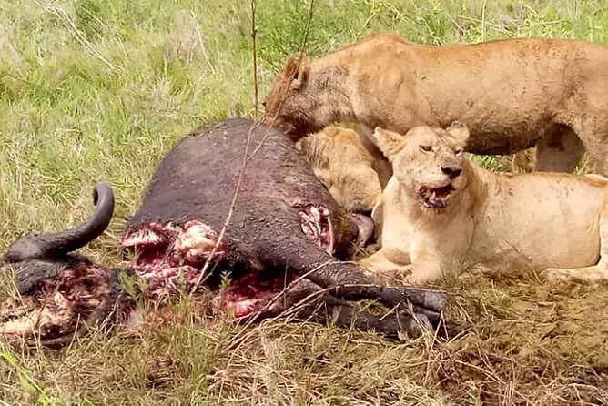 4-Day Lodge Private Tour to Tarangire, Serengeti and Ngorongoro - Day 4: Six to seven hours on the Ngorongoro crater floor