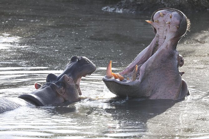 4-Day Lodge Private Tour to Tarangire, Serengeti and Ngorongoro - Guides, driving, and the private-vehicle advantage