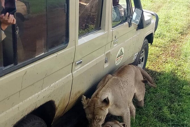 4-Day Lodge Private Tour to Tarangire, Serengeti and Ngorongoro - Day 2: The long road toward central Serengeti
