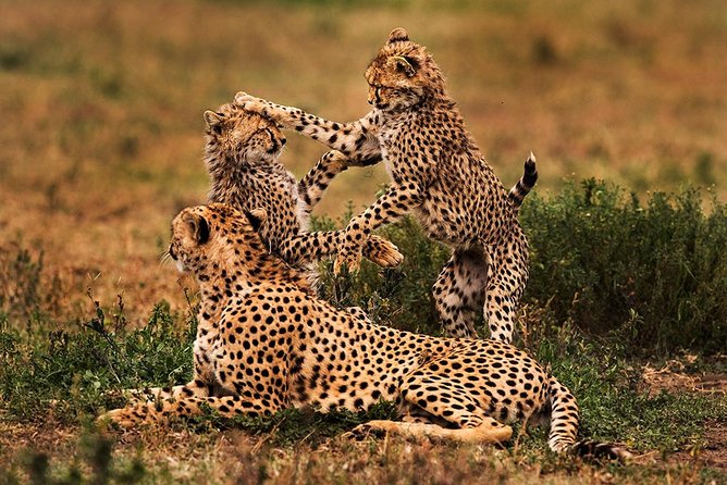 4 Day Mid-range Serengeti Safari - What this four-day safari is really designed to do