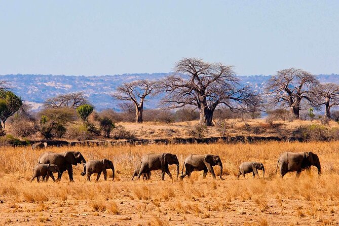4 Day Private Tour Throughout Tarangire, Serengeti and Ngorongoro - Day 1: Tarangire’s elephants and baobabs
