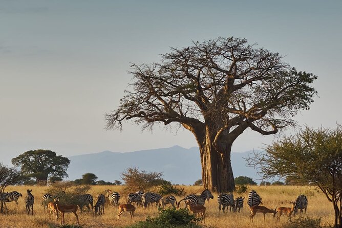 4 Day Private Tour Throughout Tarangire, Serengeti and Ngorongoro - Day 2: The long road to the Serengeti