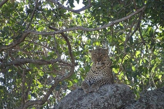 4-Day Safari from Arusha: Tarangire, Serengeti and Ngorongoro - What USD 1,753 buys you in four days