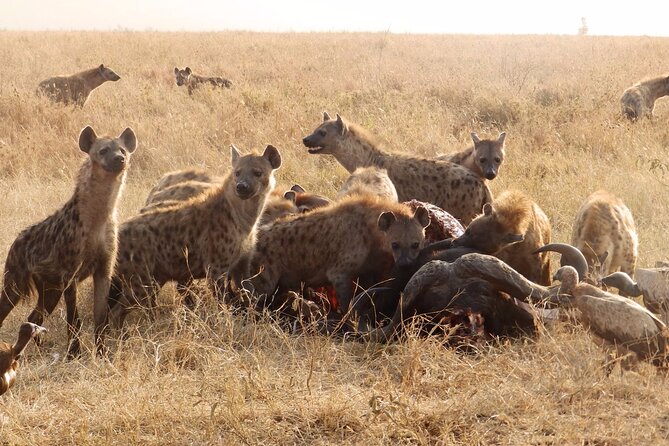 4-Day Safari from Arusha: Tarangire, Serengeti and Ngorongoro - Ngorongoro Conservation Area before the crater