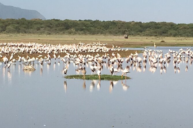 4-Day Safari from Arusha: Tarangire, Serengeti and Ngorongoro - Inside Ngorongoro Crater on the final day