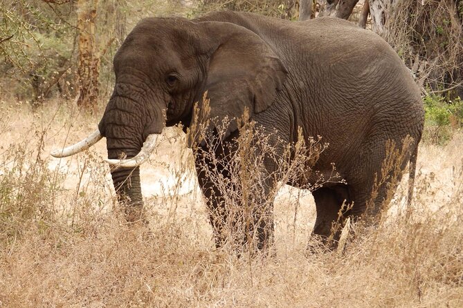 4-Day Safari from Arusha: Tarangire, Serengeti and Ngorongoro - Why the private guide matters