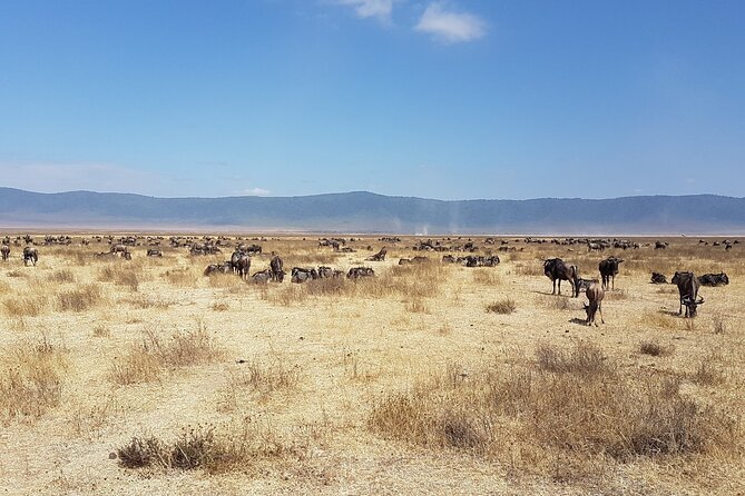 4-Day Safari from Arusha: Tarangire, Serengeti and Ngorongoro - The vehicle, meals, and daily rhythm