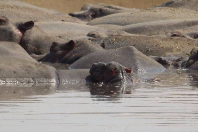 4-Day Safari from Arusha: Tarangire, Serengeti and Ngorongoro - The optional balloon ride