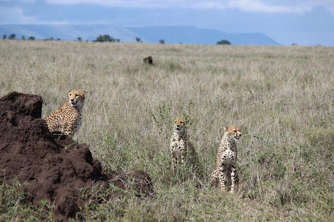 4-Day Safari from Arusha: Tarangire, Serengeti and Ngorongoro - Tarangire’s elephants and baobab country