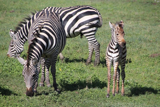 4-Day Safari to Tarangire, Serengeti and Ngorongoro from Arusha - Join a group - Why this four-day route works