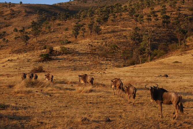 4-Day Safari to Tarangire, Serengeti and Ngorongoro from Arusha - Join a group - Day 3: An early Serengeti start and the Ngorongoro rim