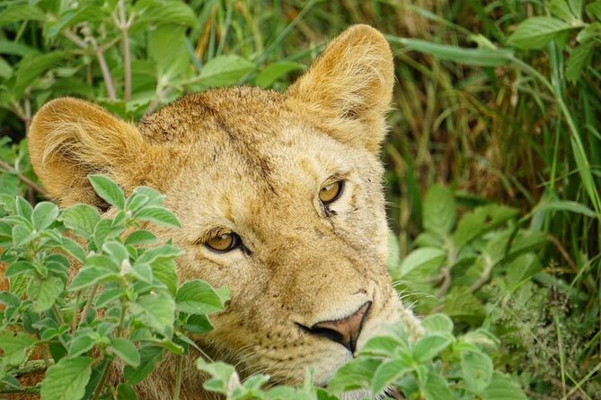4-Day Safari to Tarangire, Serengeti and Ngorongoro from Arusha - Join a group - Day 4: Six hours inside Ngorongoro Crater