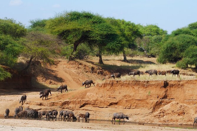 4-Day Safari to Tarangire, Serengeti and Ngorongoro from Arusha - Join a group - The 4WD and group arrangement