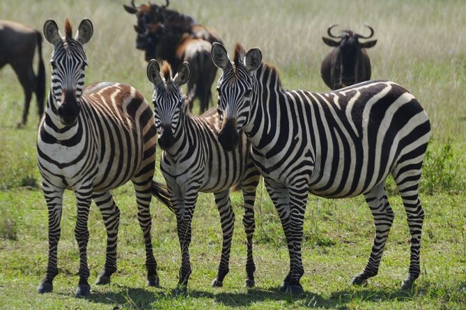 4 Day Serengeti and Ngorongoro crater - Four useful things to know before booking