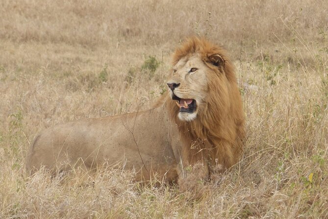 4 Day Serengeti and Ngorongoro crater - What this four-day safari is really like