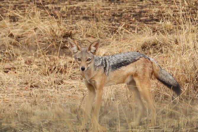 4 Day Serengeti and Ngorongoro crater - Meals, water, and camp comfort