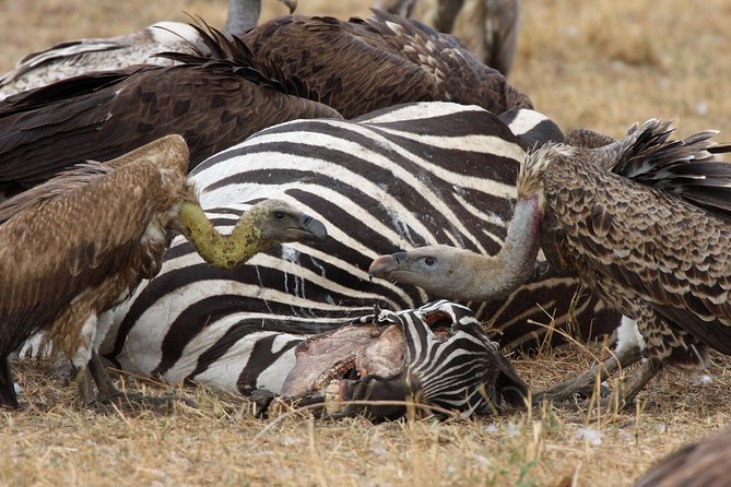 4 Day Serengeti and Ngorongoro crater - Day 1: From Arusha to the Seronera River