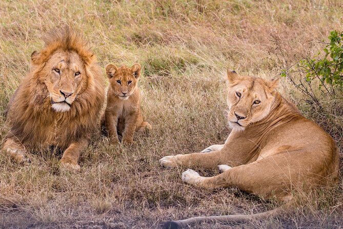 4-Day Simba Safari - Mid Range Tour - What the $2,179 price really buys you