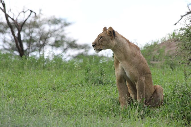 4-Day Simba Safari - Mid Range Tour - Day 4: Ngorongoro Crater delivers a dramatic finale