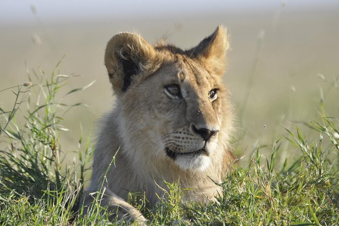 4-Day Simba Safari - Mid Range Tour - The guide can shape the entire trip