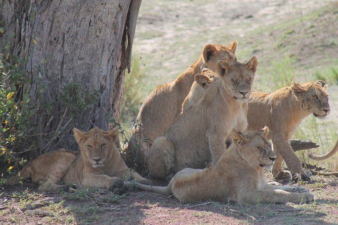 4-Day Simba Safari - Mid Range Tour - Meals, comfort, and the mid-range question