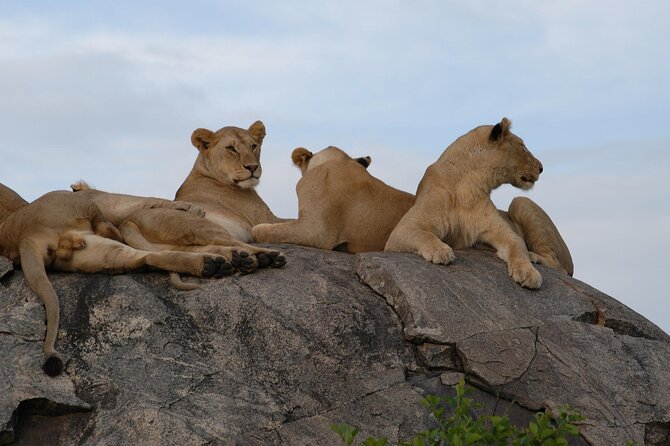 4-Day Simba Safari - Mid Range Tour - Who should book this safari