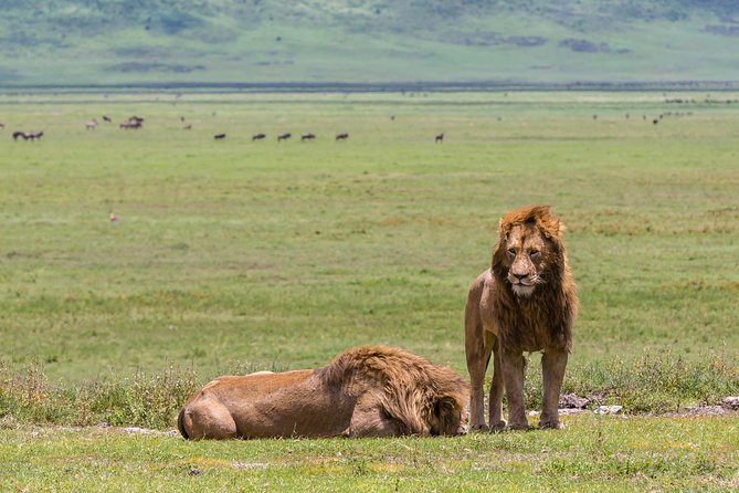 4-day Tanzania Safari - Day two in Tarangire: the best chance for elephant drama