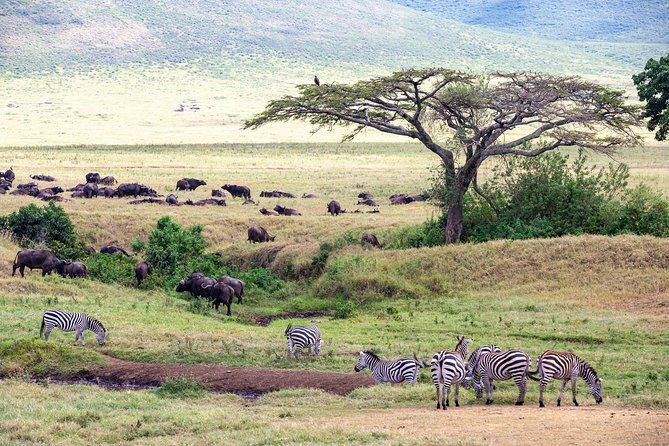 4-day Tanzania Safari - Day three in Ngorongoro Crater: concentrated wildlife viewing