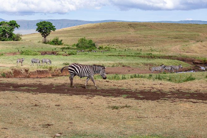 4-day Tanzania Safari - Days four and five in Serengeti: why two days matter