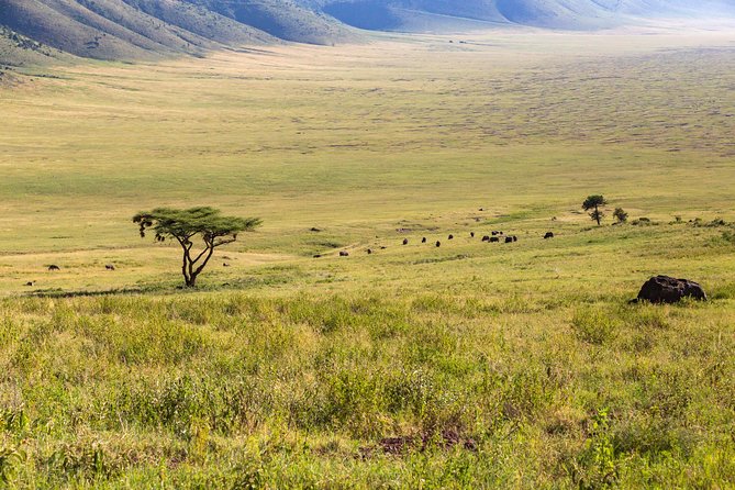 4-day Tanzania Safari - The guides make the difference