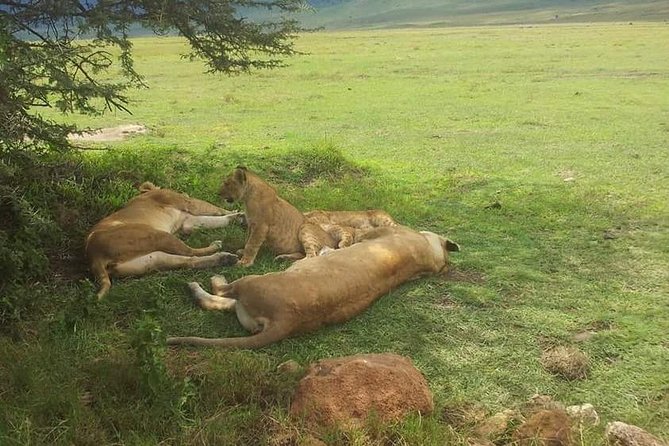 4 Days / 3 Nights Lake Manyara, Ngorongoro and Serengeti - Day 2: Leaving the highlands for the Serengeti