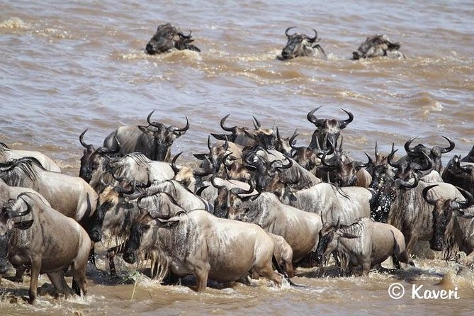 4 Days / 3 Nights Lake Manyara, Ngorongoro and Serengeti - Day 3: Early Serengeti viewing and Olduvai Gorge