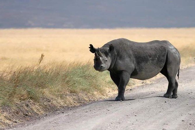 4 Days / 3 Nights Lake Manyara, Ngorongoro and Serengeti - What the $1,700 price really buys