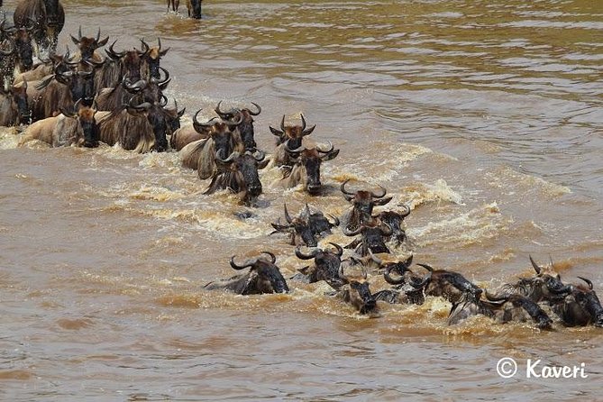 4 Days / 3 Nights Lake Manyara, Ngorongoro and Serengeti - Guides, vehicles and the everyday safari experience
