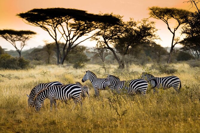 4 Days / 3 Nights Lake Manyara, Ngorongoro and Serengeti - Who should book this four-day safari