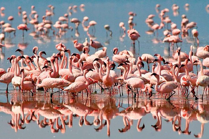 4 Days / 3 Nights Lake Manyara, Ngorongoro and Serengeti - Day 1: Lake Manyara and its tree-climbing lions