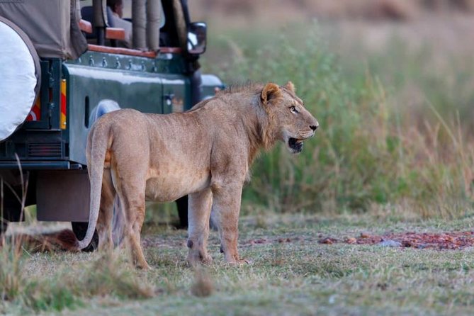 4 Days 3 Nights Tarangire Serengeti & Ngorongoro Lodge Safari - Day 3: A morning in the Serengeti, then toward Ngorongoro