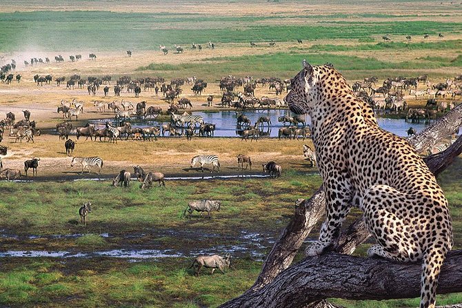 4 Days 3 Nights Tarangire Serengeti & Ngorongoro Lodge Safari - Guides can make or break the experience