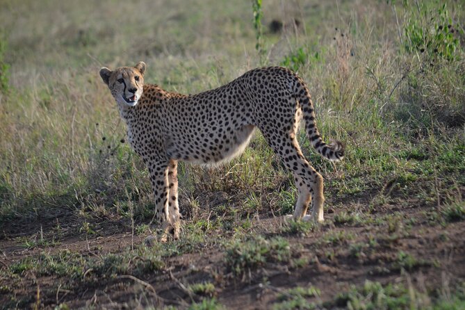 4 days adventure camping safari - The guide can shape the whole safari