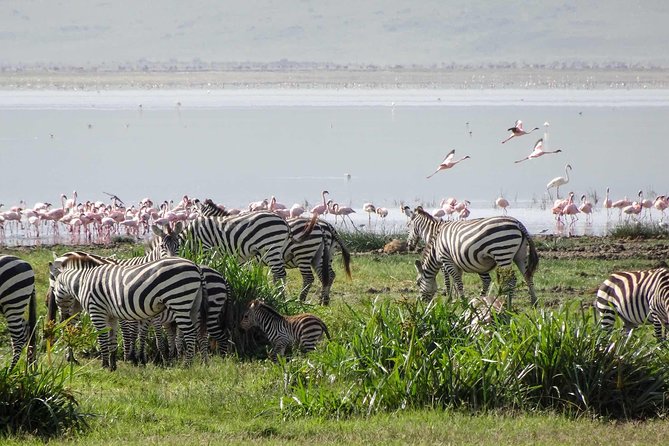 4-Days Adventure Camping Safari to Tarangire, Serengeti & Ngorongoro - Three parks in four days, with very little wasted motion