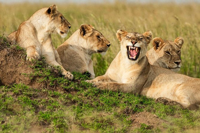 4-Days Adventure Camping Safari to Tarangire, Serengeti & Ngorongoro - Who should book this safari?