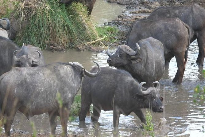4 days Best experience Kilimanjaro Hike, Serengeti &Ngorongoro - Key points to know before booking