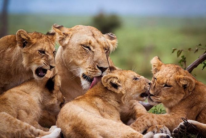 4 days Best experience Kilimanjaro Hike, Serengeti &Ngorongoro - Day 3: From Serengeti to the Ngorongoro rim