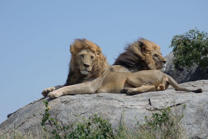 4 days Best experience Kilimanjaro Hike, Serengeti &Ngorongoro - Day 4: Down into Ngorongoro Crater