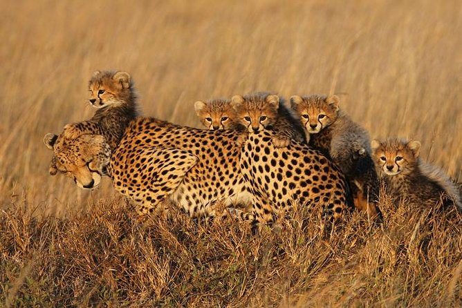 4 days Best experience Kilimanjaro Hike, Serengeti &Ngorongoro - Meals, camping, and what is included