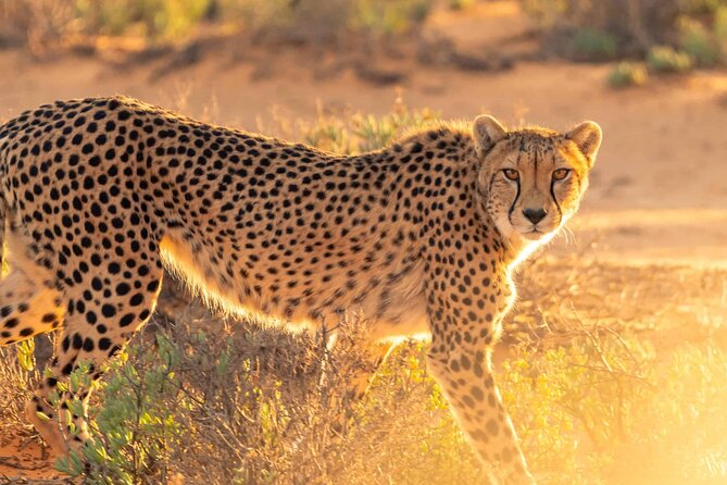 4 days Best experience Kilimanjaro Hike, Serengeti &Ngorongoro - Day 2: The long road to Serengeti