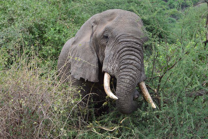 4 Days Group Camping Safari - Day 3: A serious morning game drive