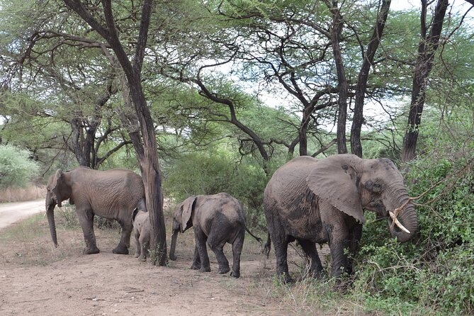 4 Days Group Camping Safari - Guides, drivers, and the small group setup