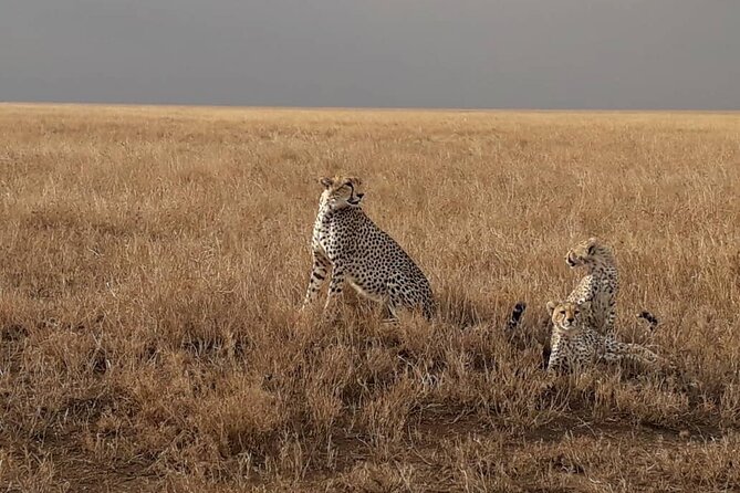 4 Days Group Joining Camping Safari to Tarangire Serengeti Ngorongoro Crater - Day 4: Down into Ngorongoro Crater